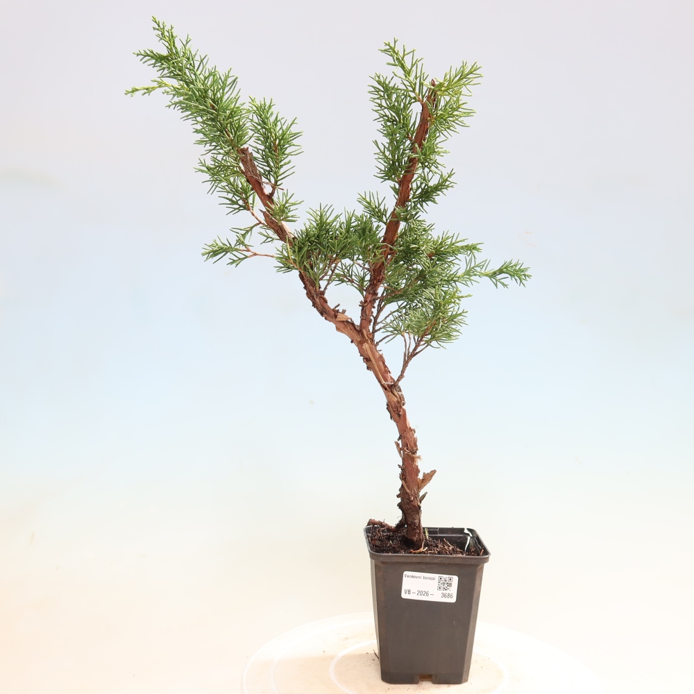 Bonsaï d'extérieur - Juniperus chinensis Kishu