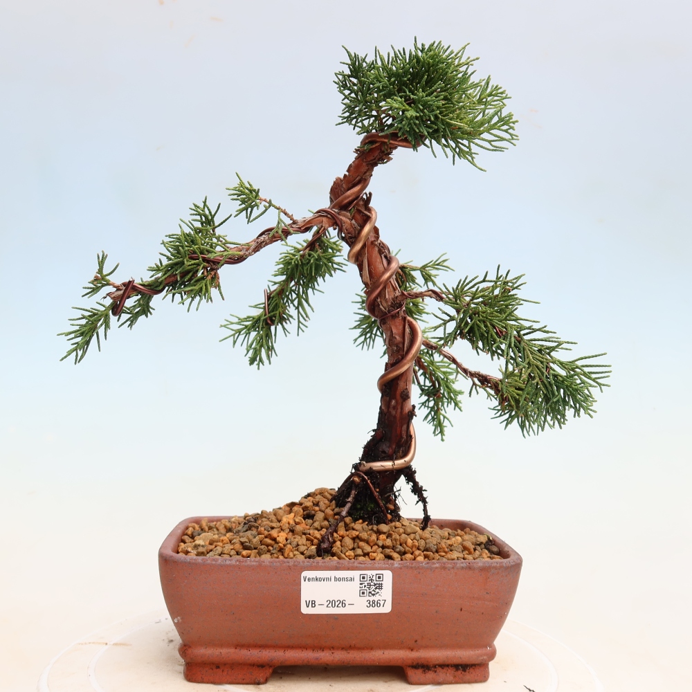 Bonsaï d'extérieur - Juniperus chinensis Kishu