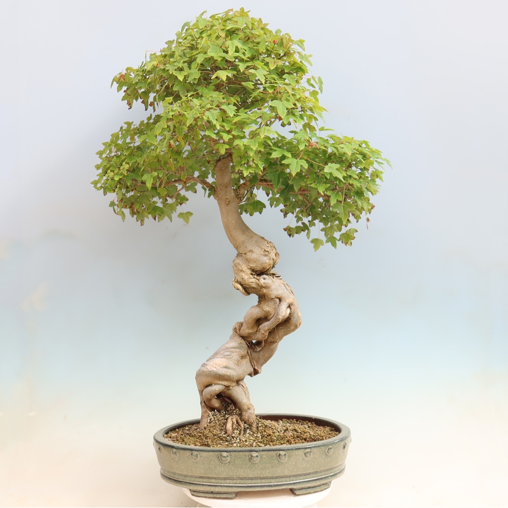 Bonsaï d'extérieur - Acer Buergerianum - Burger Maple