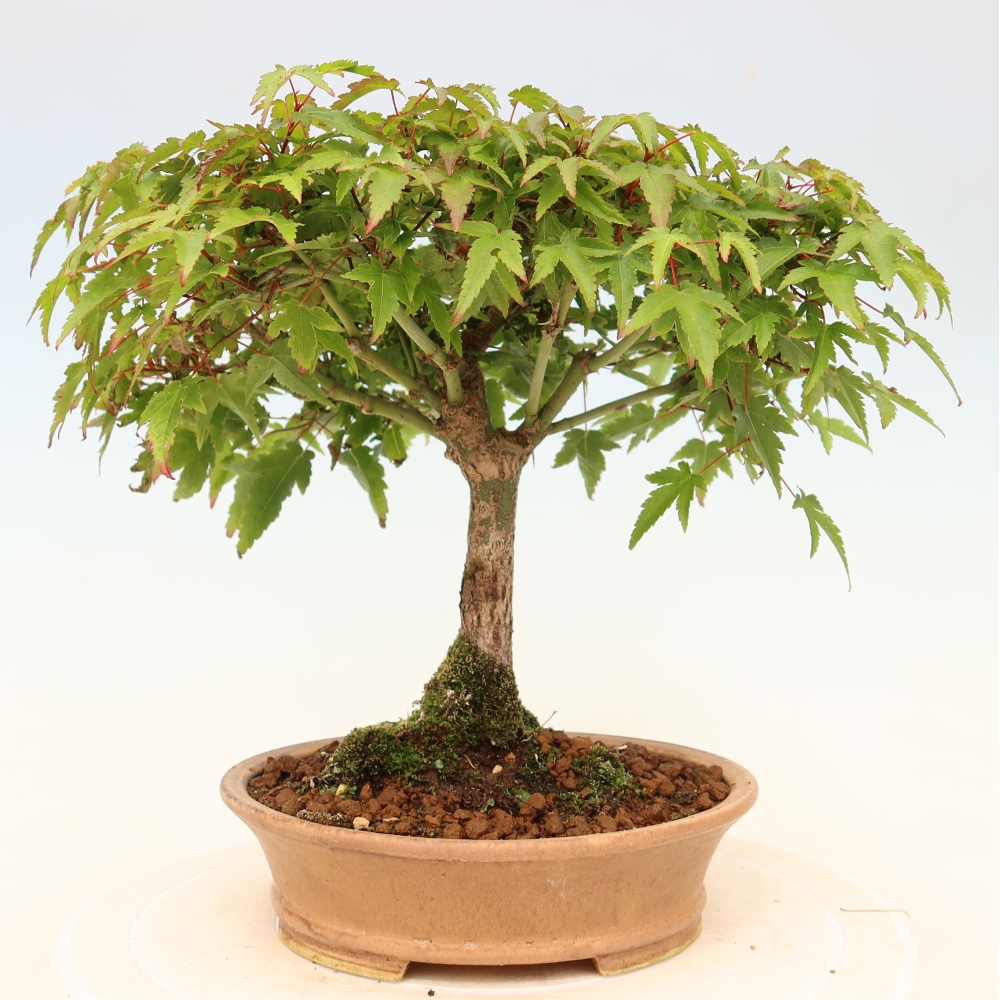 Acer palmatum KIOHIME - Érable palmé