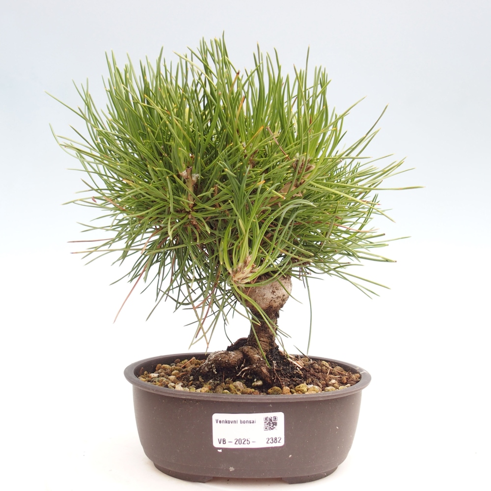 Bonsaï d'extérieur - Pinus thunbergii - Pin de Thunberg