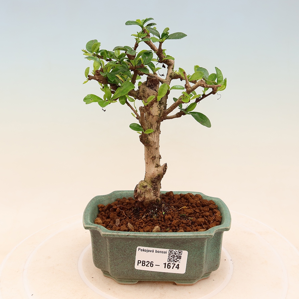 Bonsaï de chambre - Carmona macrophylla - Tea fuki