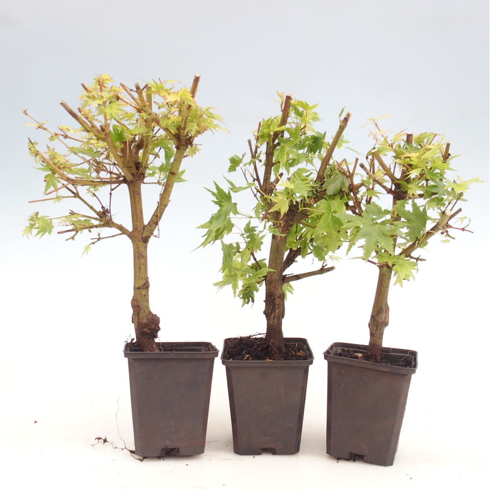 Bonsaï d'extérieur - Acer palmatum Dr Tilt en conteneur
