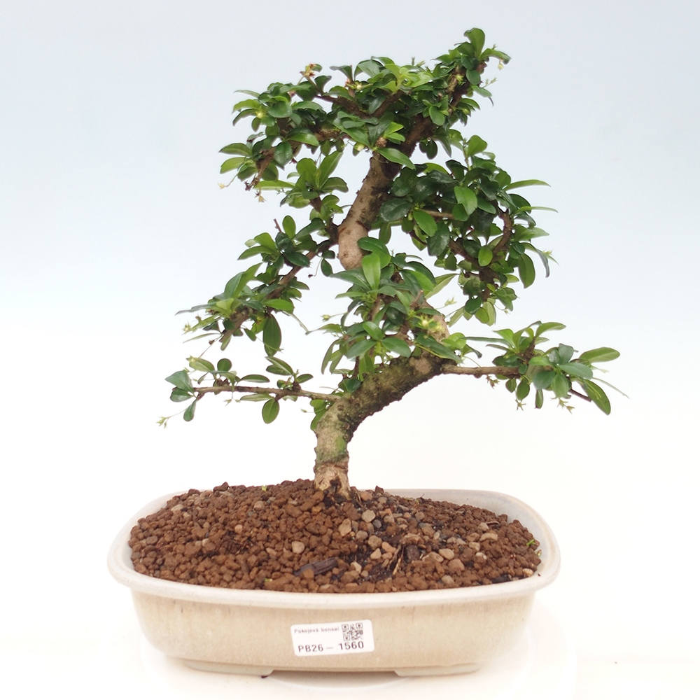 Bonsaï de chambre - Carmona macrophylla - Tea fuki