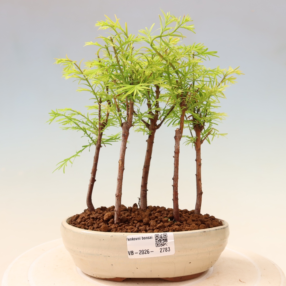 Bonsaï d'extérieur - Metasequoia glyptostroboides - Métaséquoia de Chine - petit bosquet