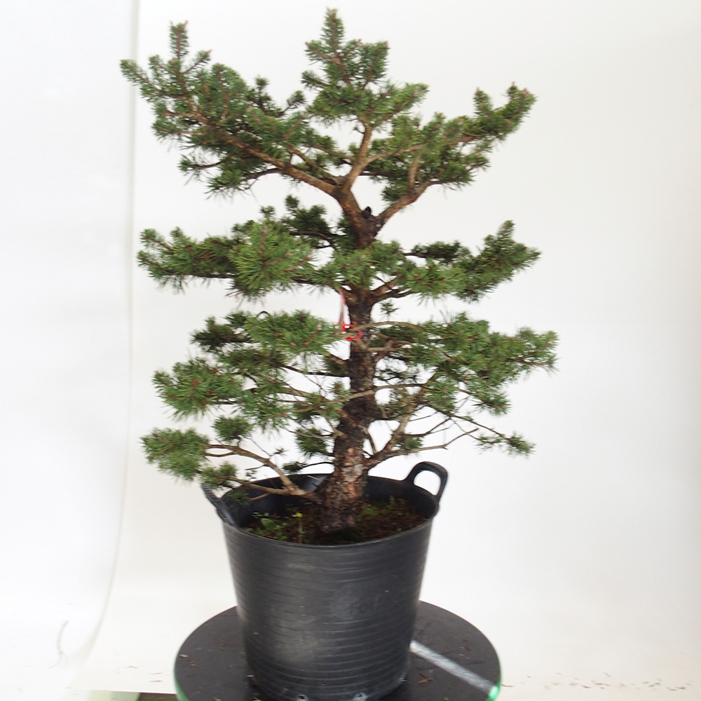 Yamadori - Pinus sylvestris Espagne