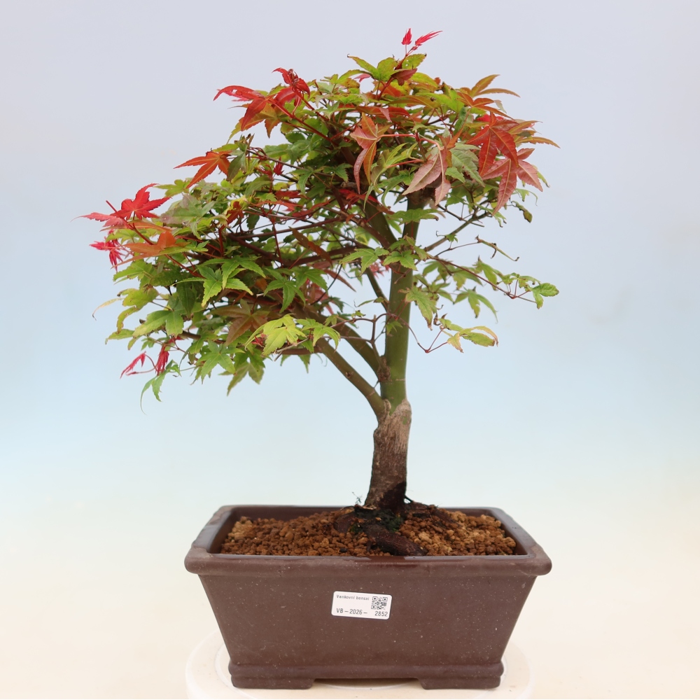 Érable de Norvège - Acer palmatum Beni Tsukasa