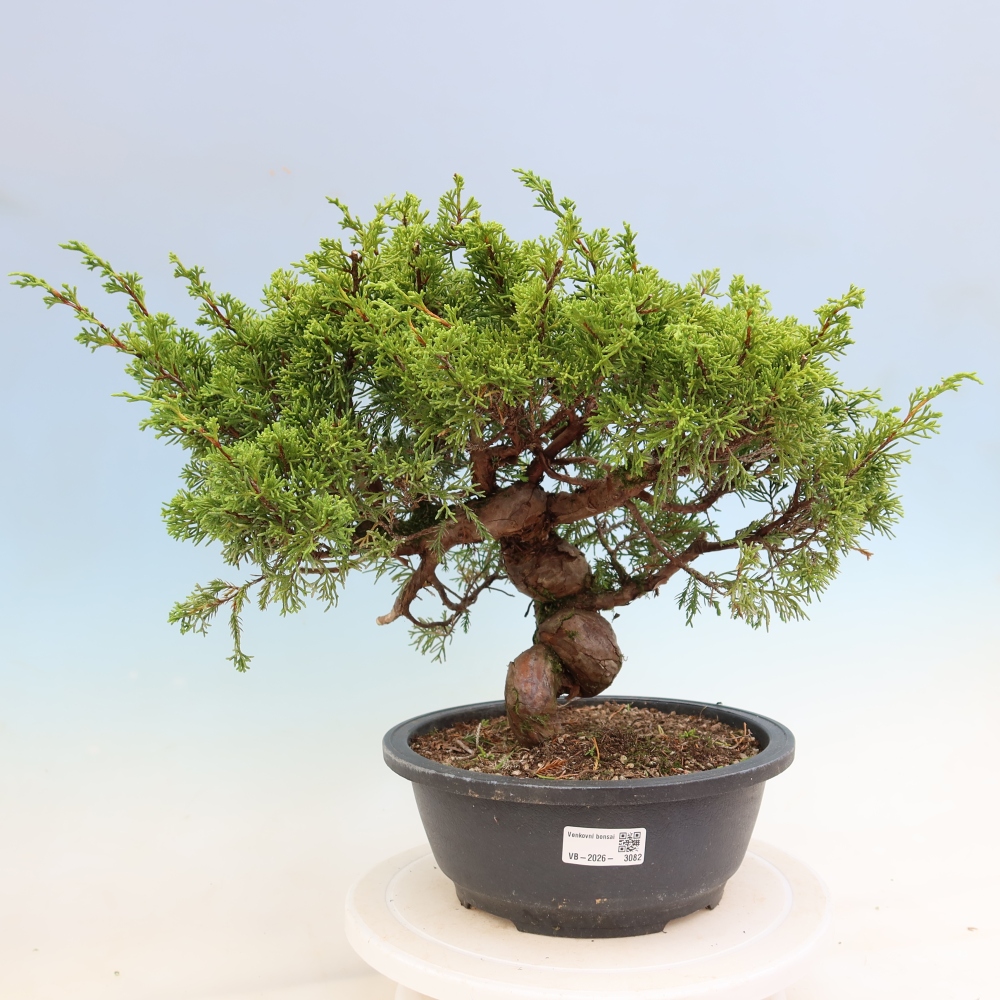 Bonsaï d'extérieur - Juniperus chinensis Itoigawa-Juniperus chinensis