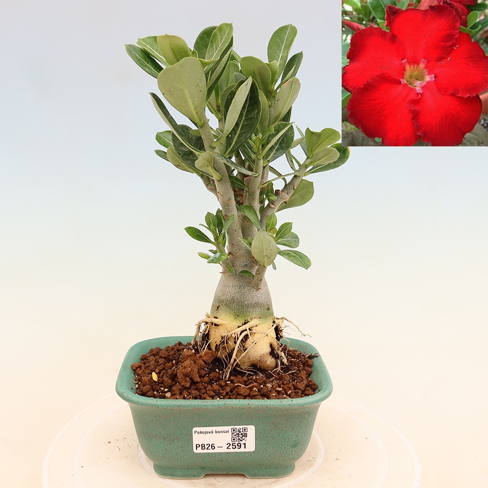 Bonsaï d'intérieur - Adenium obesum Red Star - Rose du désert