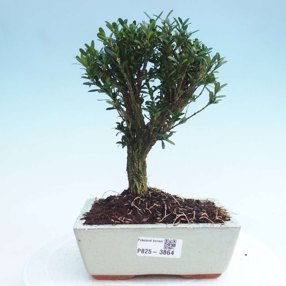 Bonsaï de chambre - Buxus harlandii - buxus liège