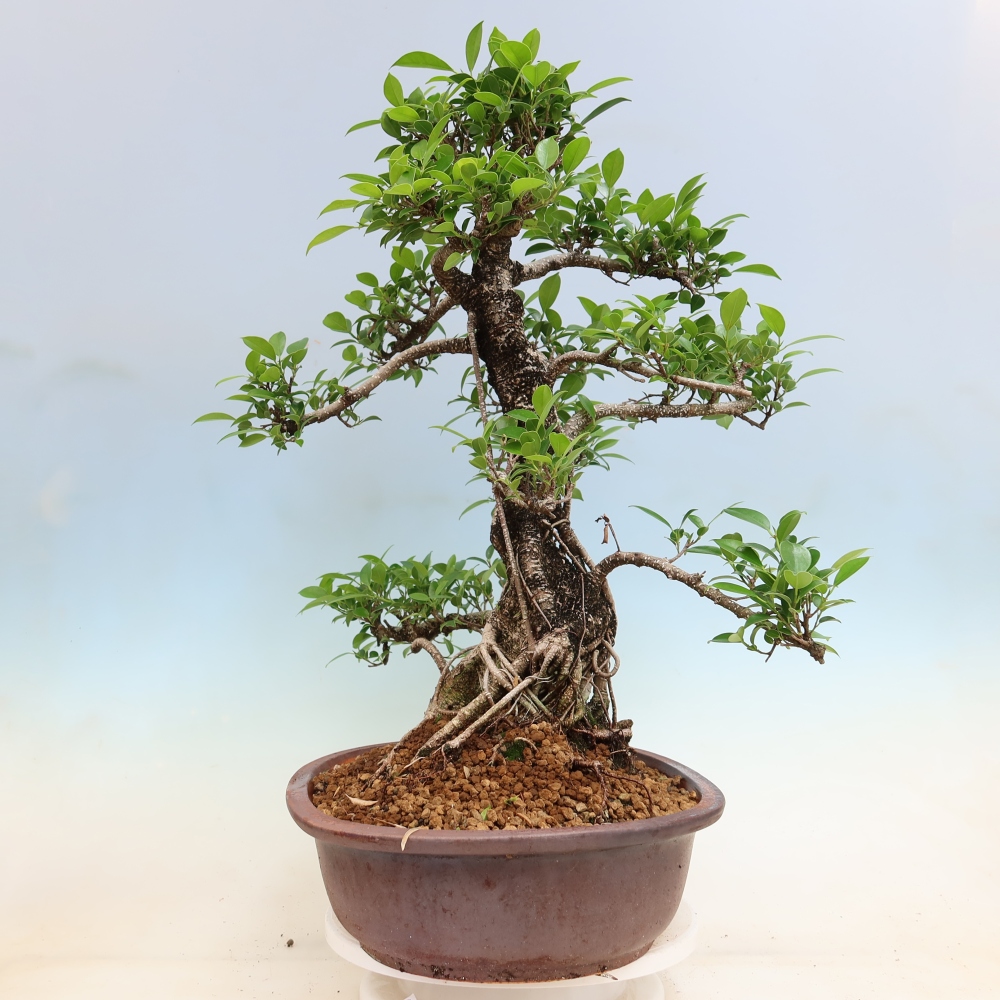 Salle bonsaï - Ficus kimmen - ficus à petites feuilles
