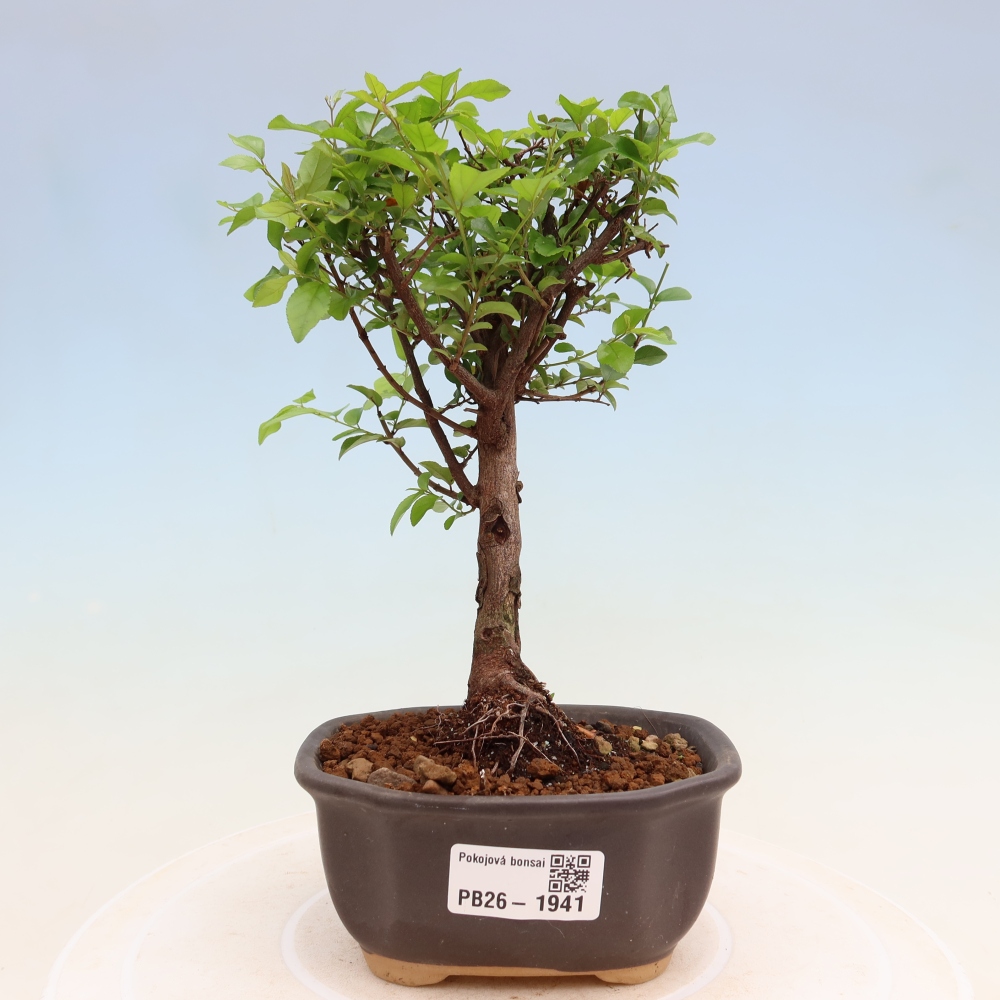 Bonsaï de chambre - Sageretia thea - Sageretia thea