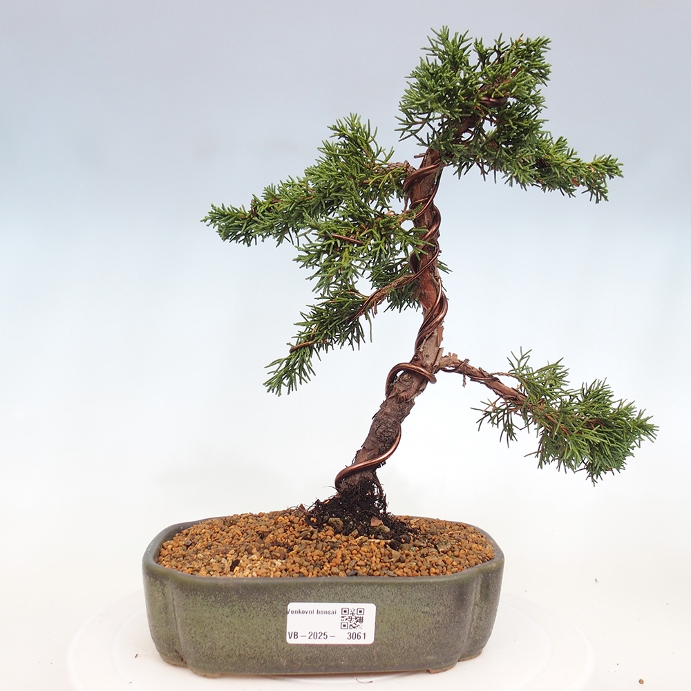 Bonsaï d'extérieur - Juniperus chinensis Kishu