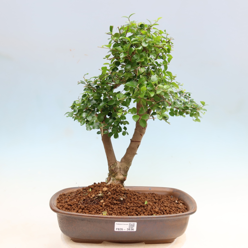 Bonsaï de chambre -Ligustrum retusa - bec d'oiseau à petites feuilles