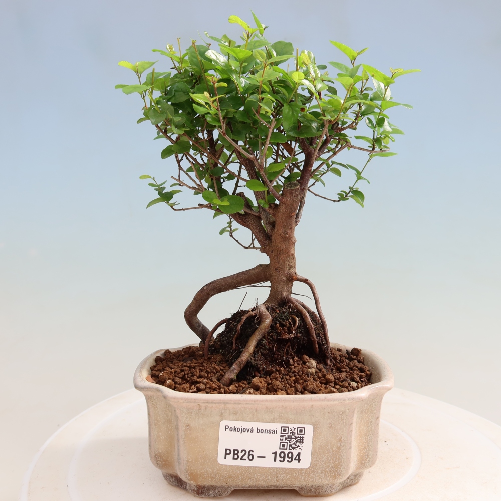 Bonsaï de chambre - Sageretia thea - Sageretia thea