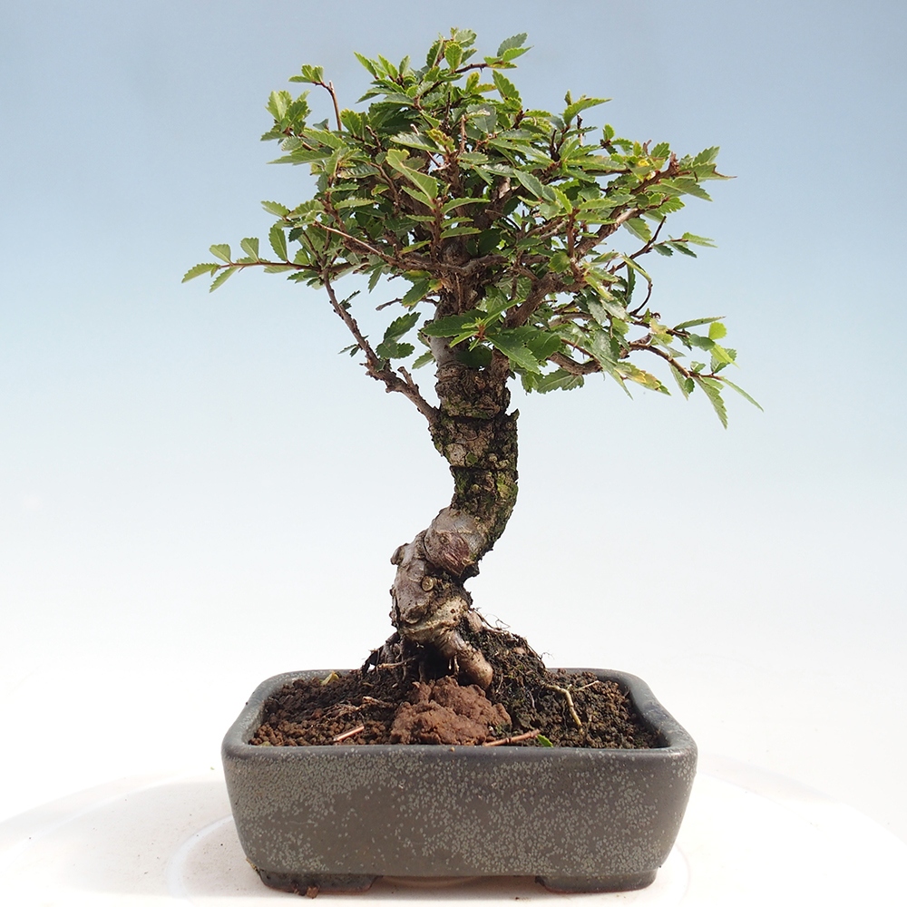 Bonsaï d'extérieur - Zelkova - Zelkova NIRE