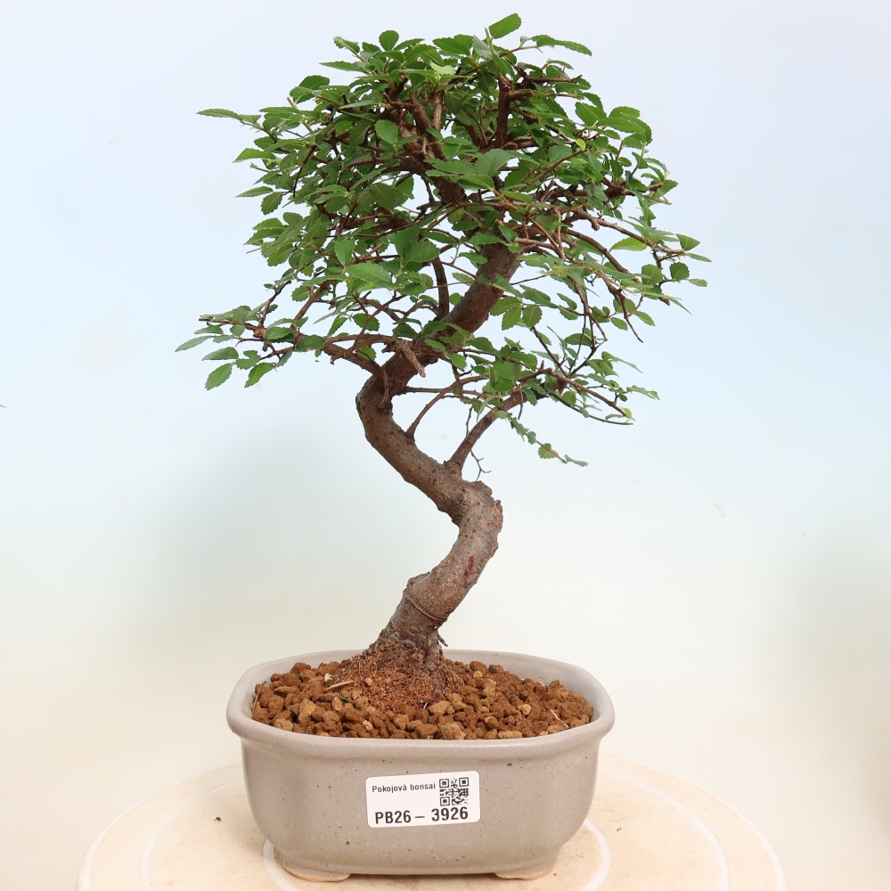 Bonsaï de chambre - Ulmus parvifolia - Orme à petites feuilles