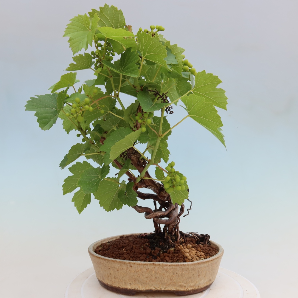 Bonsaï d'extérieur - Vigne - Vitis vinifera 
