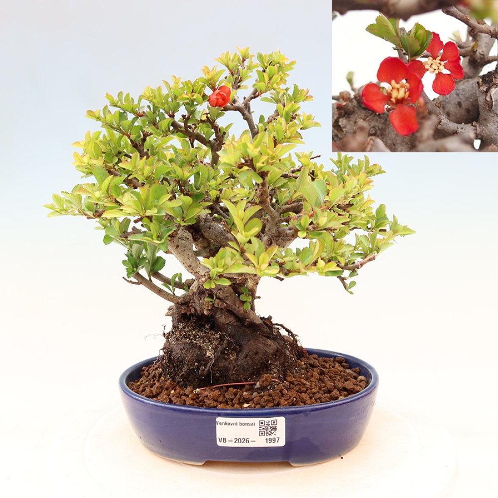 Bonsaï d'extérieur - Chaneomeles speciosa Chojubai