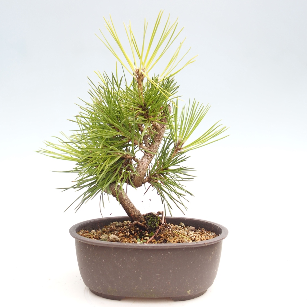 Bonsaï d'extérieur - Pinus thunbergii - Pin de Thunberg