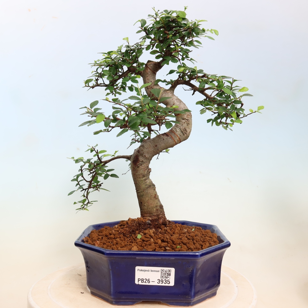 Bonsaï de chambre - Ulmus parvifolia - Orme à petites feuilles