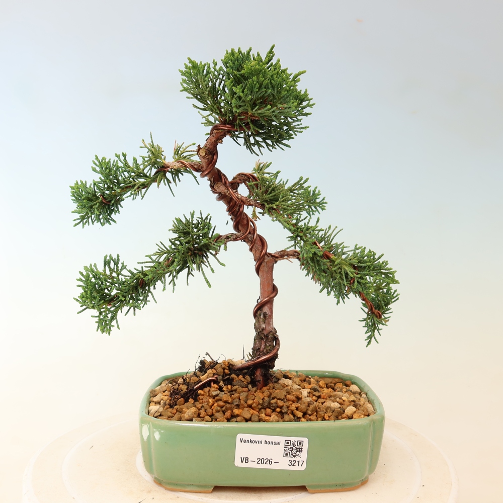 Bonsaï d'extérieur - Juniperus chinensis Kishu