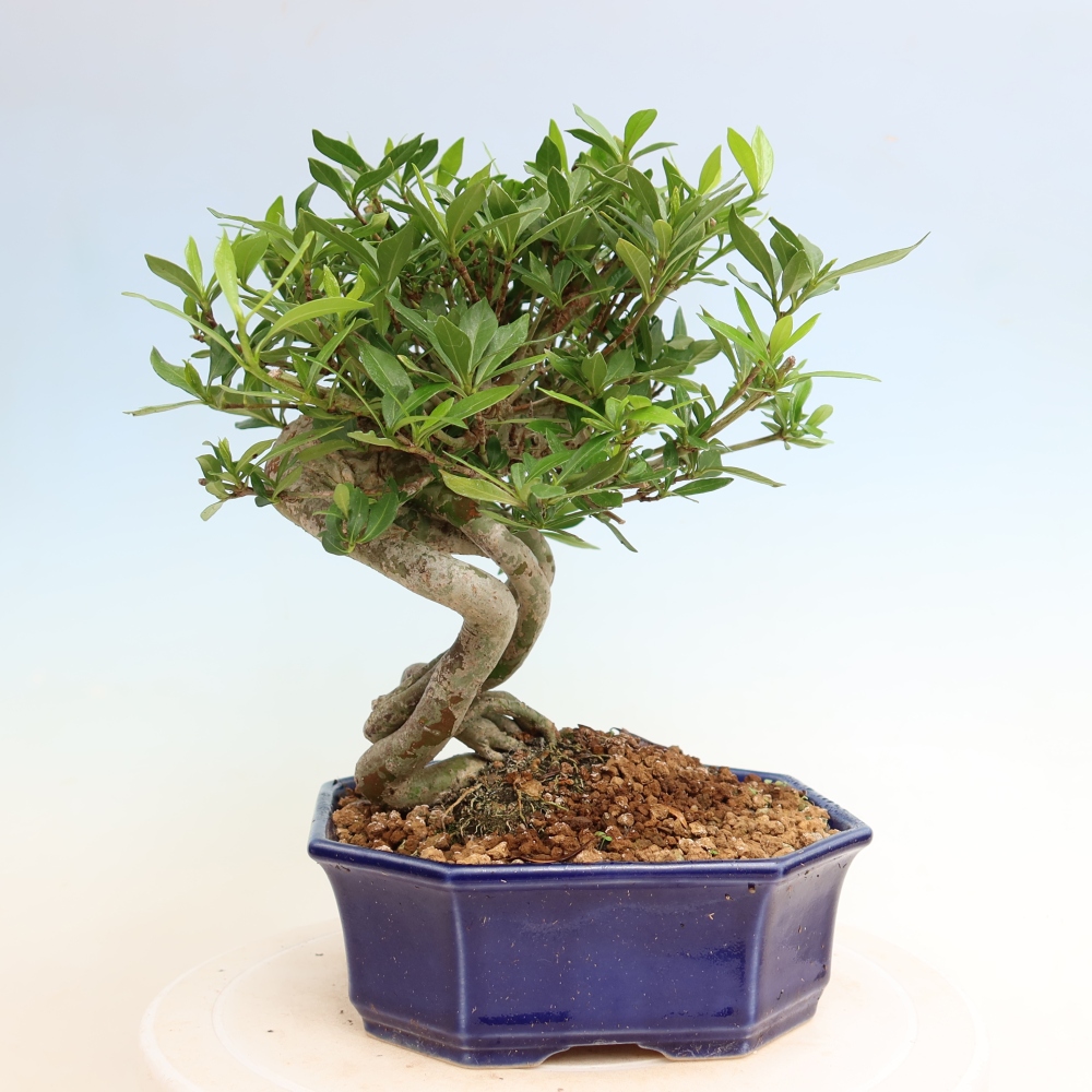 Bonsaï de chambre - Gardenia jasminoides-Gardenia