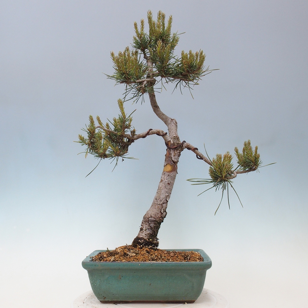Bonsaï d'extérieur - Pinus Sylvestris Watererri - Pin sylvestre