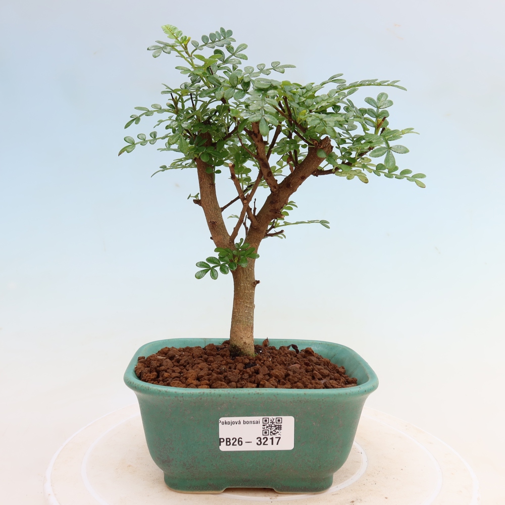 Salle bonsaï - Zantoxylum piperitum - arbre à poivre