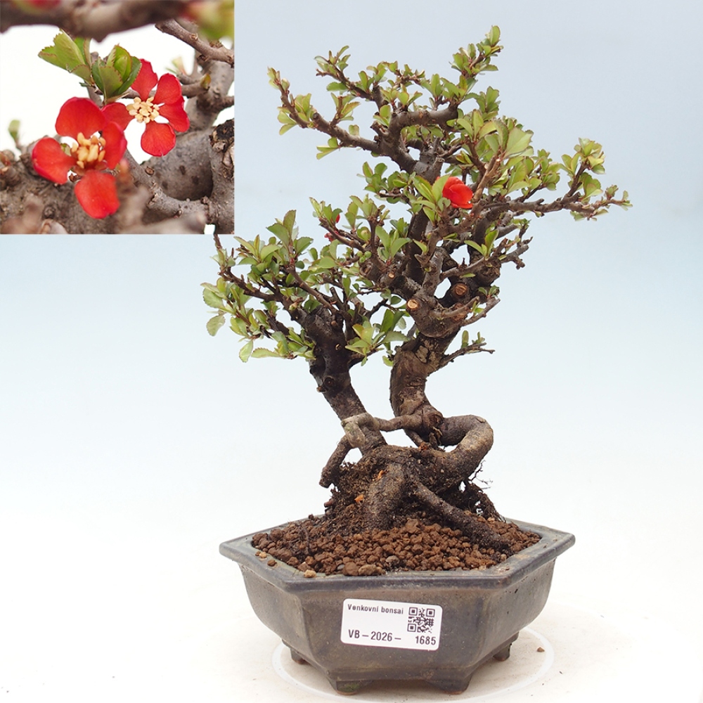 Bonsaï d'extérieur - Chaneomeles speciosa - Coing