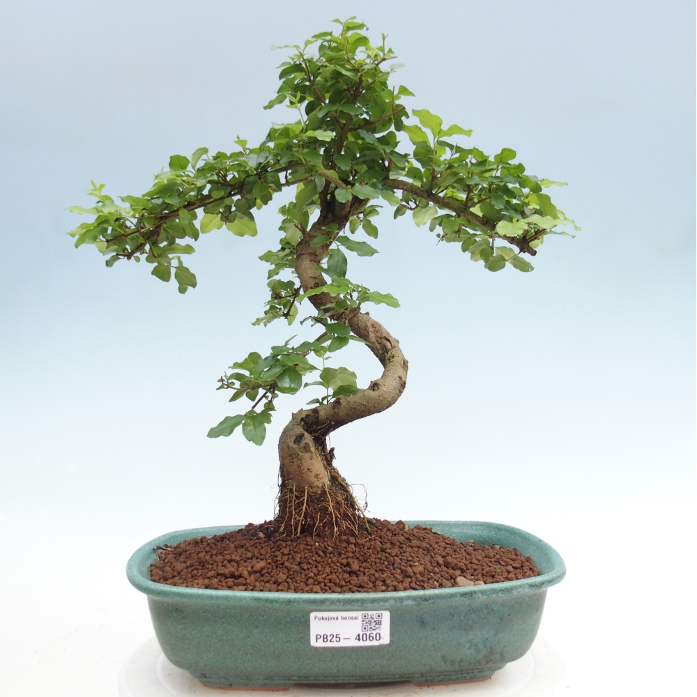 Bonsaï de chambre -Ligustrum chinensis - Bec d'oiseau