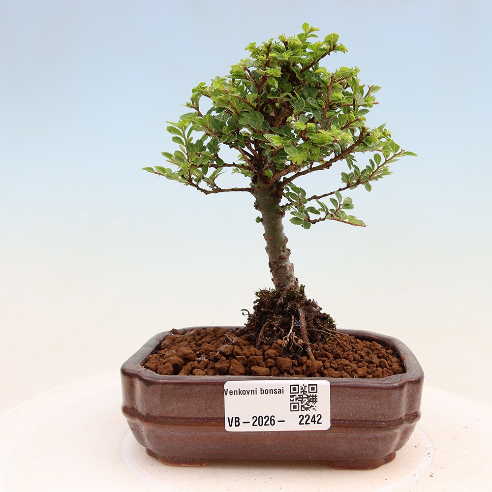 Bonsaï d'extérieur - Ulmus parvifolia Sagei - Orme à petites feuilles