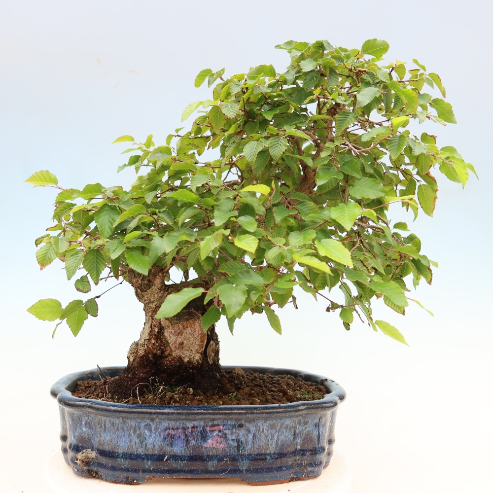 Bonsaï d'extérieur -Carpinus Coreana - Charme de Corée