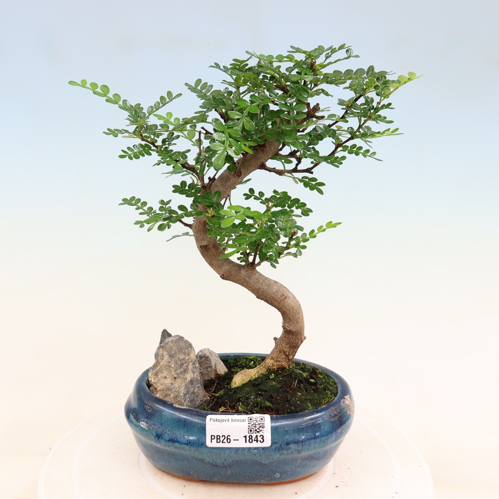Salle bonsaï - Zantoxylum piperitum - arbre à poivre