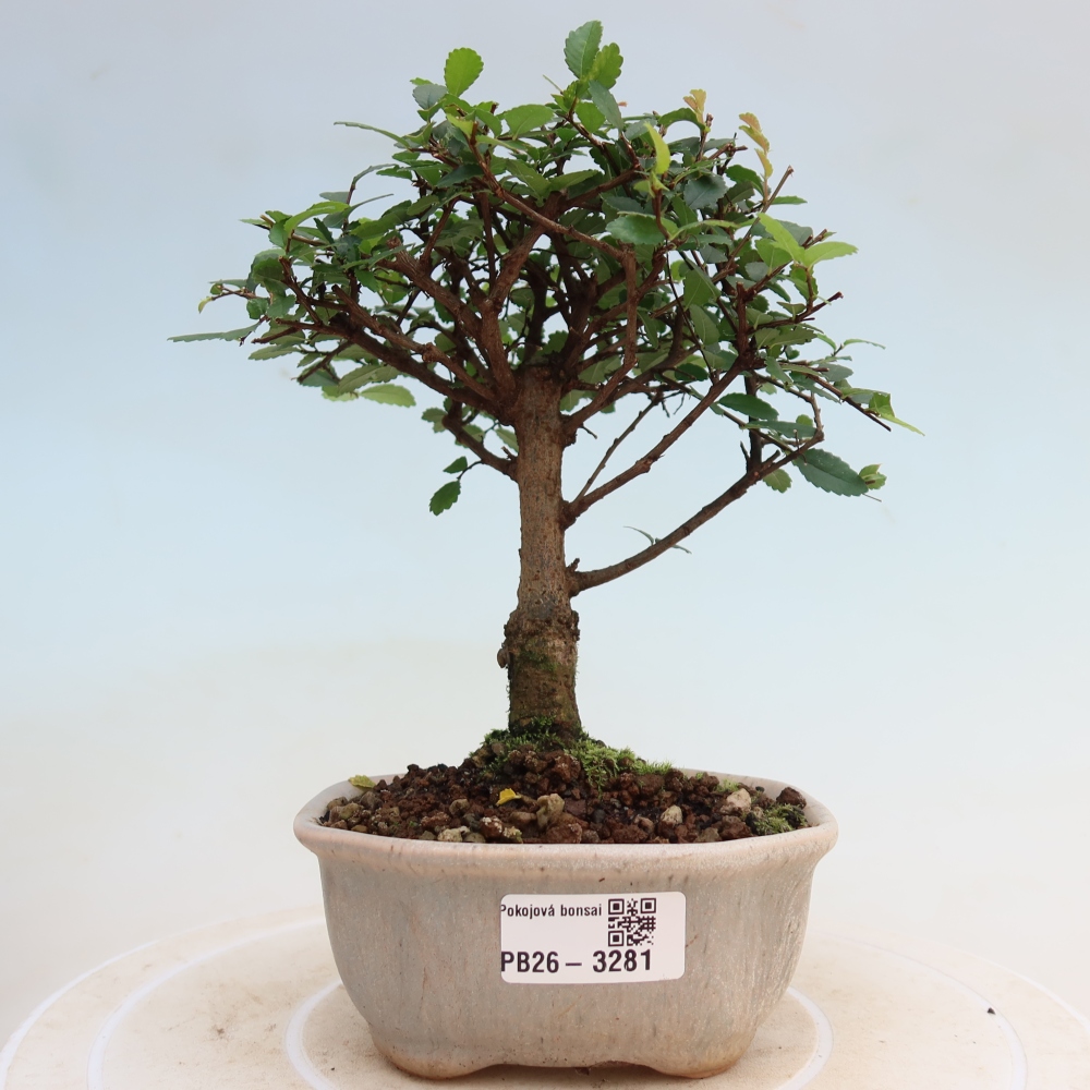 Bonsaï de chambre - Ulmus parvifolia - Orme à petites feuilles