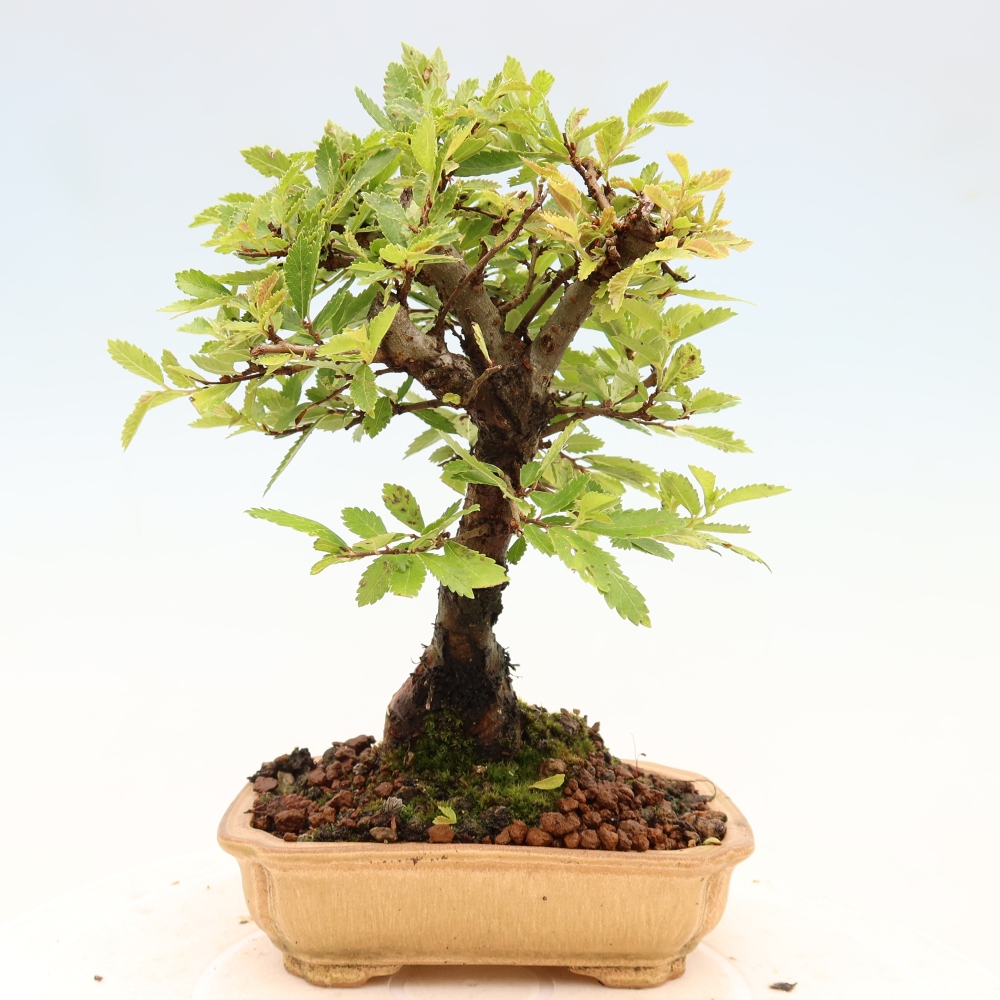 Bonsaï d'extérieur - Zelkova - Zelkova NIRE