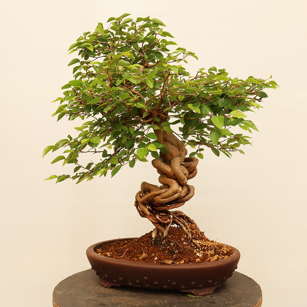 Bonsaï d'extérieur -Carpinus Coreana - Charme de Corée