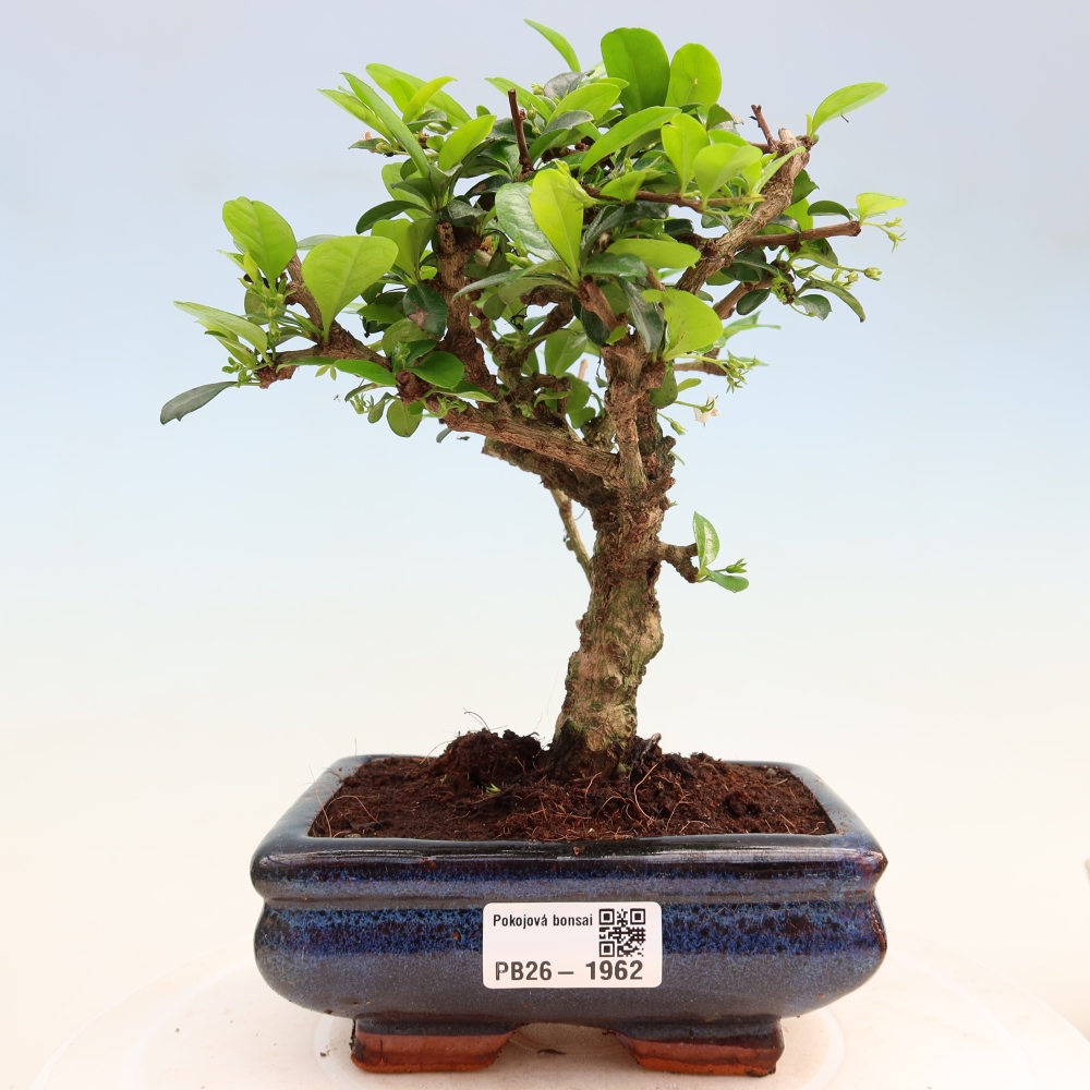 Bonsaï de chambre - Carmona macrophylla - Tea fuki