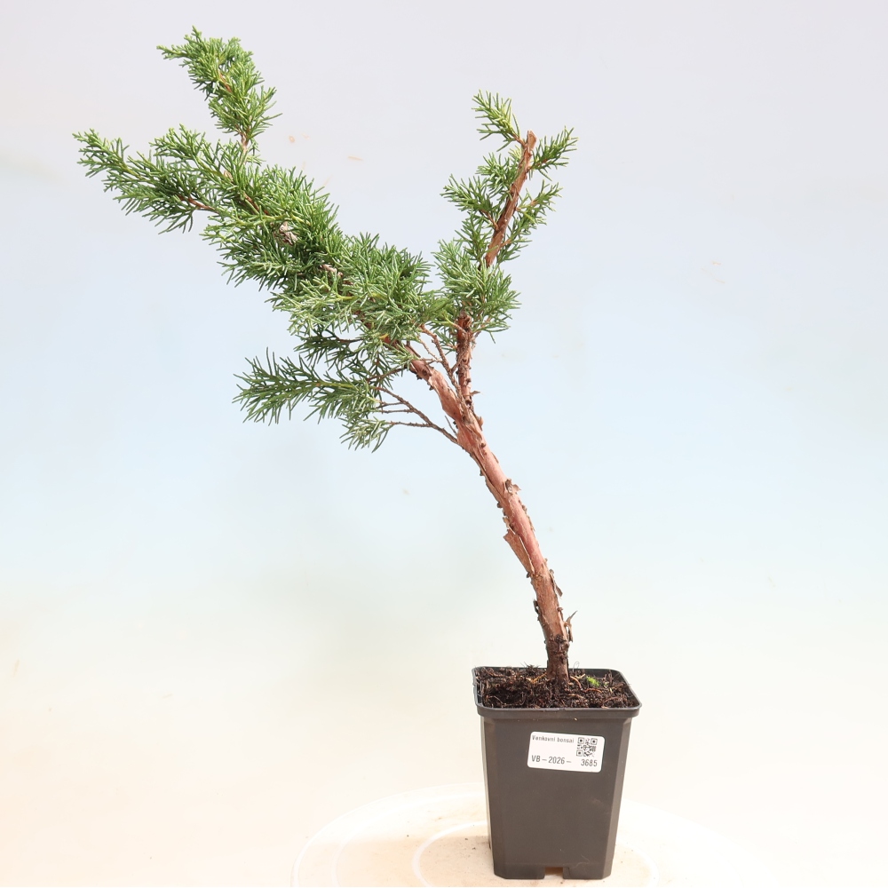 Bonsaï d'extérieur - Juniperus chinensis Kishu