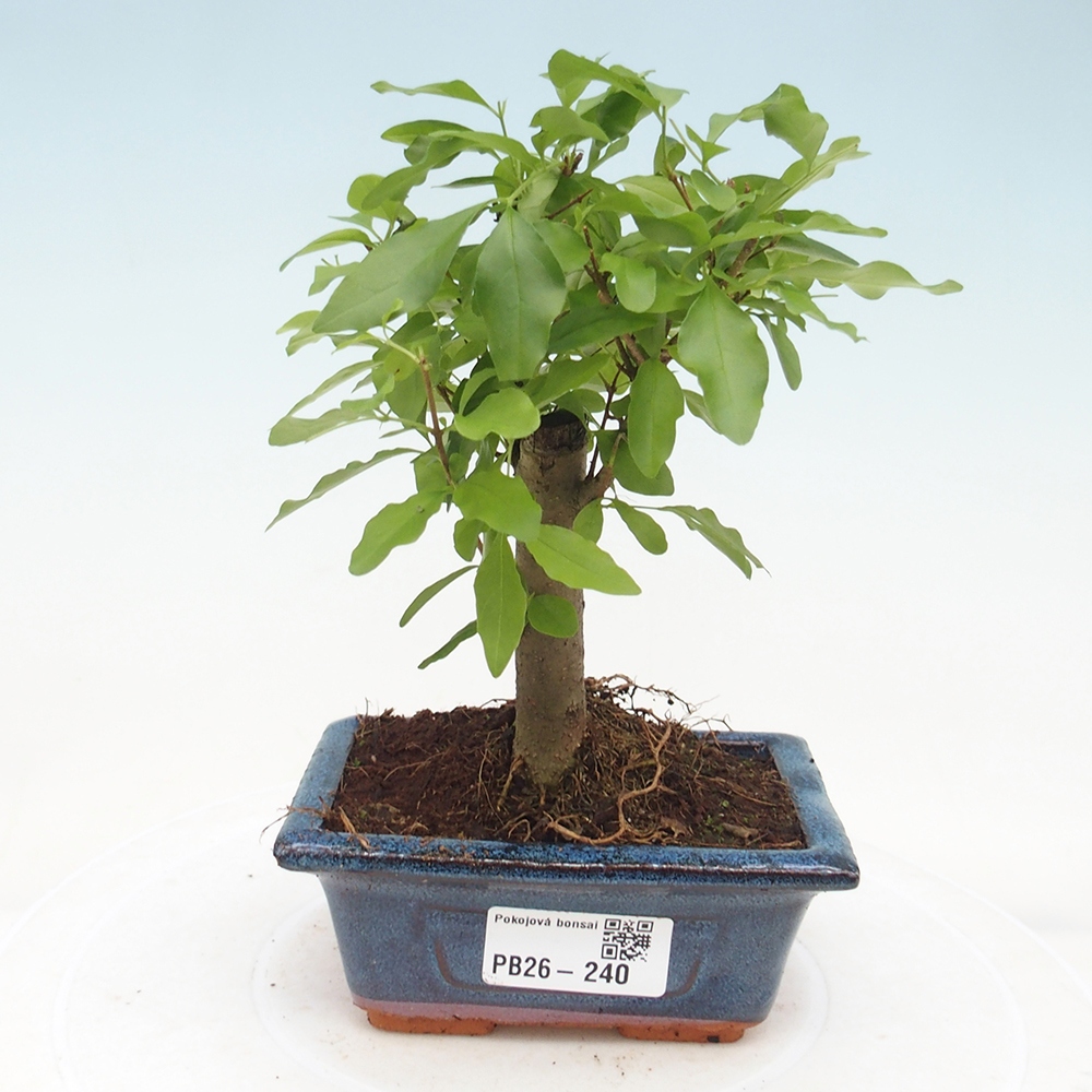 Bonsaï de chambre -Ligustrum chinensis - Bec d'oiseau