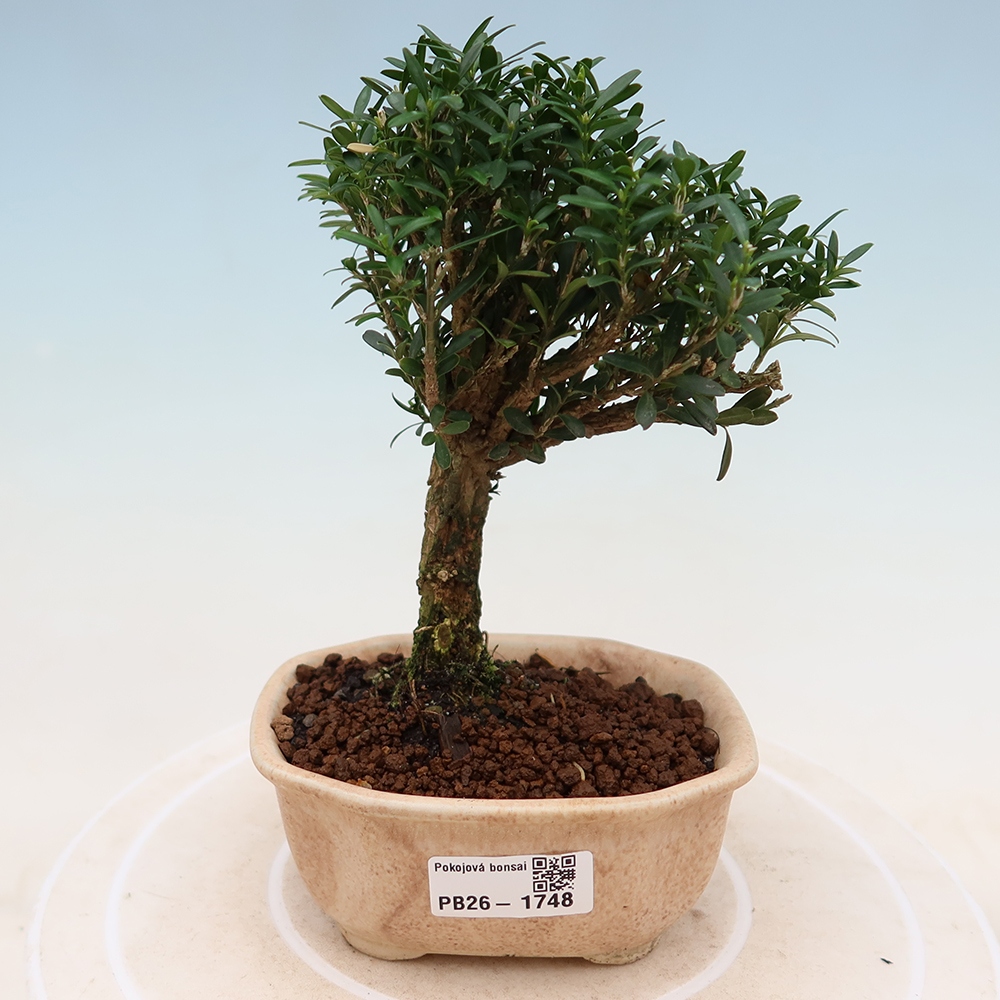 Bonsaï de chambre - Buxus harlandii - buxus liège