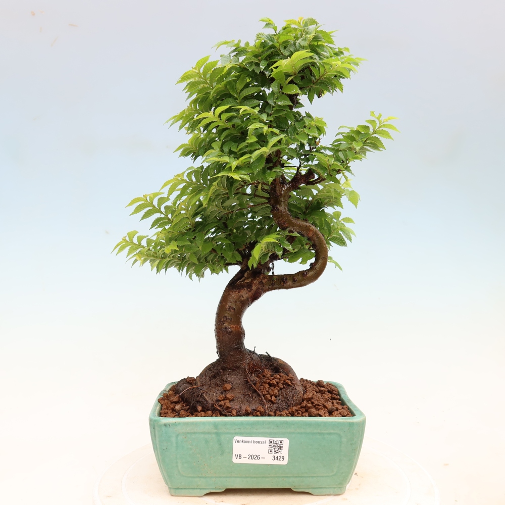 Bonsaï d'extérieur - Ulmus Jacqueline Hillier - Orme magnifique