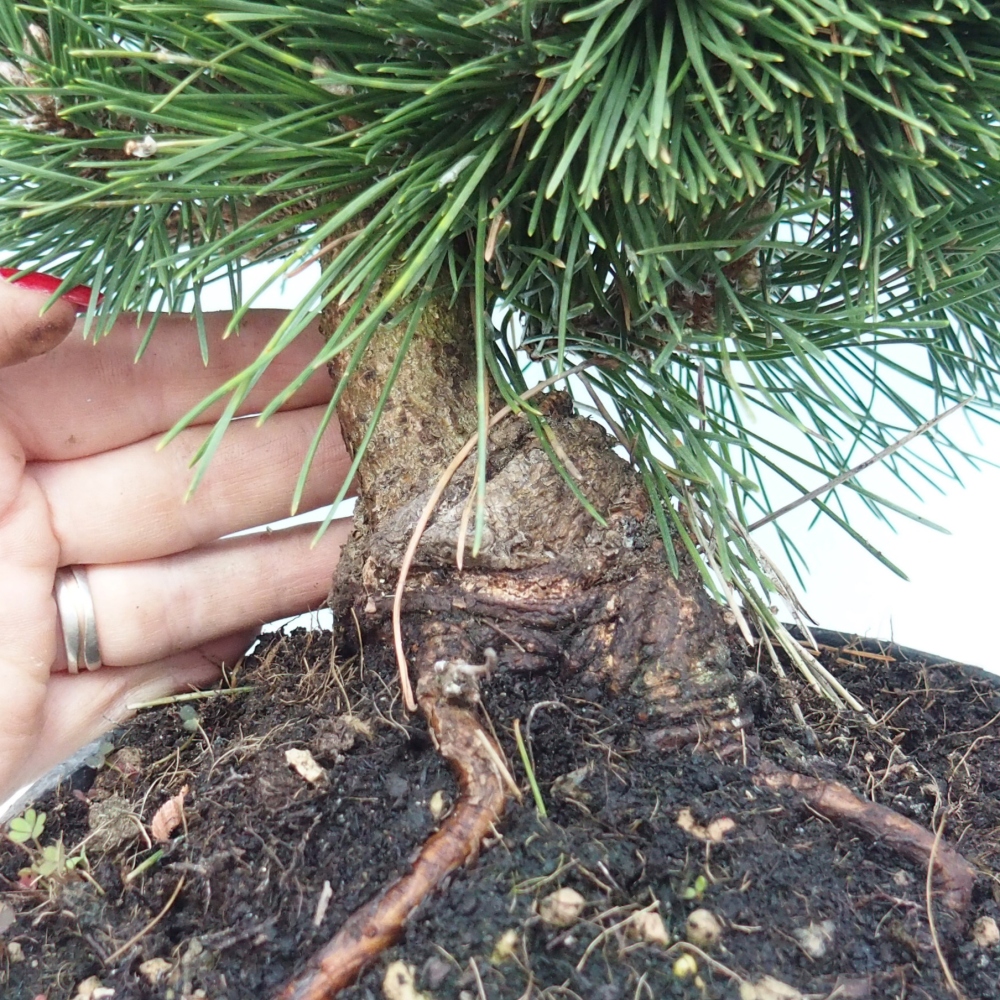 Bonsaï d'extérieur - Pinus thunbergii senjyumaru - Pin de Thunberg