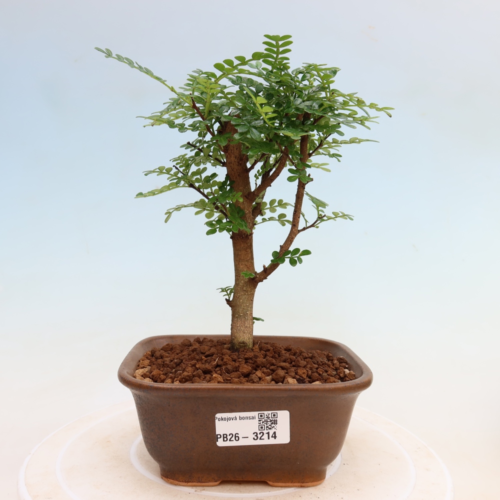 Salle bonsaï - Zantoxylum piperitum - arbre à poivre