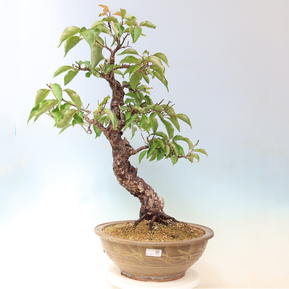 Bonsaï d'extérieur - Abricotier japonais - Prunus Mume