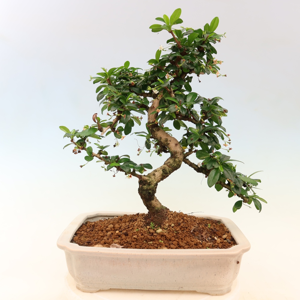Bonsaï de chambre - Carmona macrophylla - Tea fuki