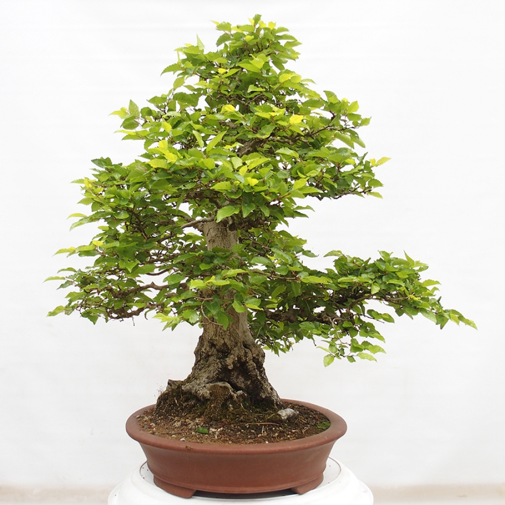 Bonsaï d'extérieur -Carpinus CARPINOIDES - Charme de Corée