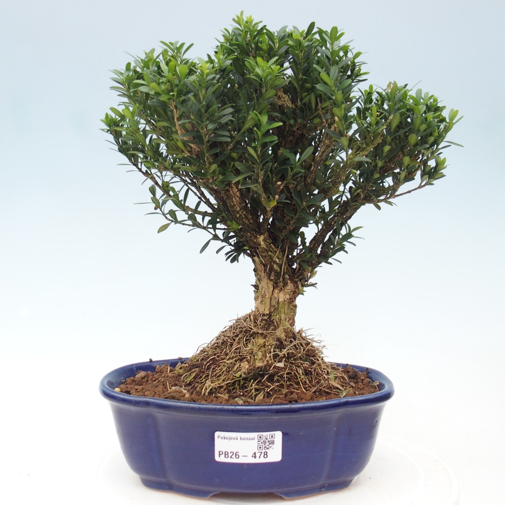 Bonsaï de chambre - Buxus harlandii - buxus liège