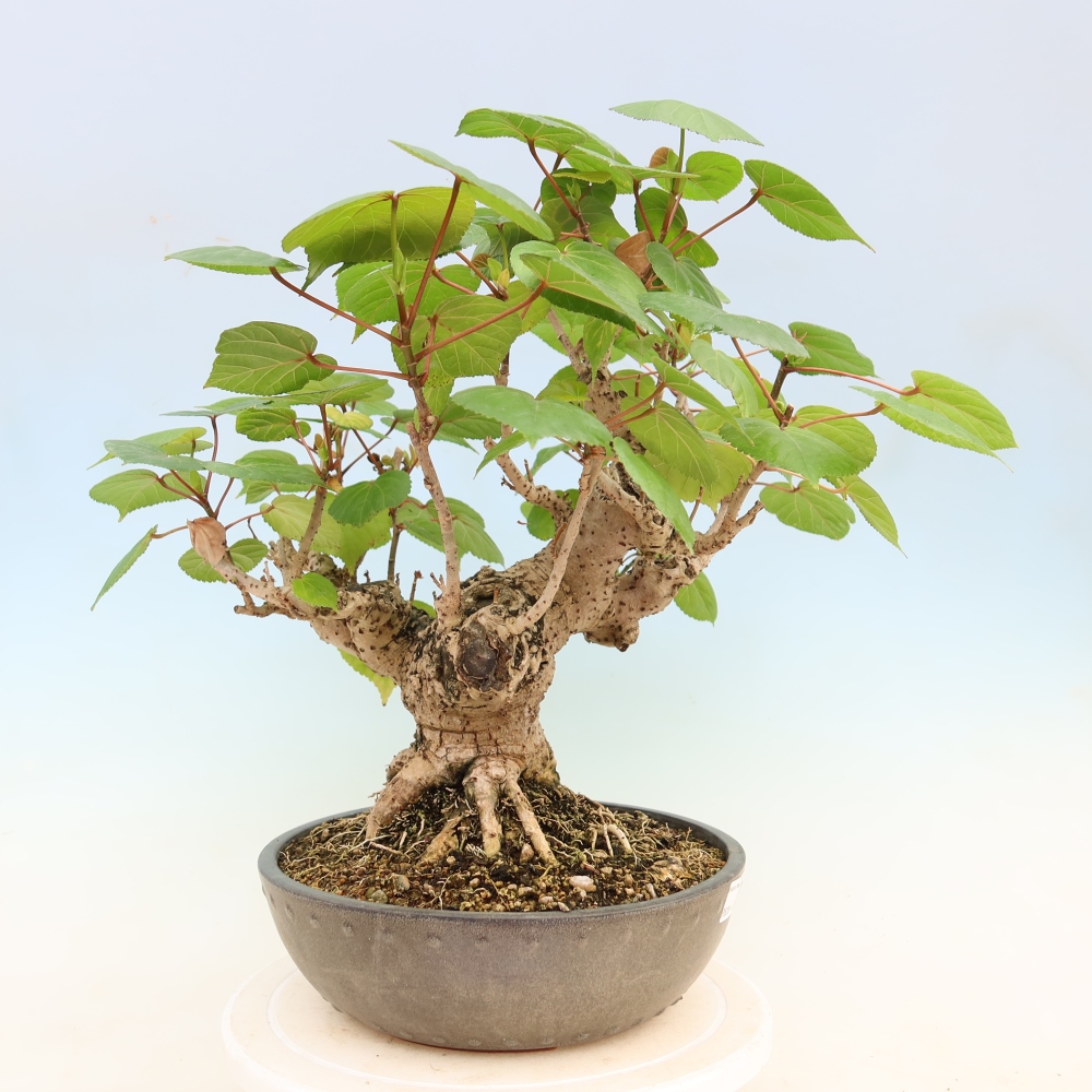 Bonsaï d'intérieur - Hibiscus tiliaceus - Hibiscus de mer