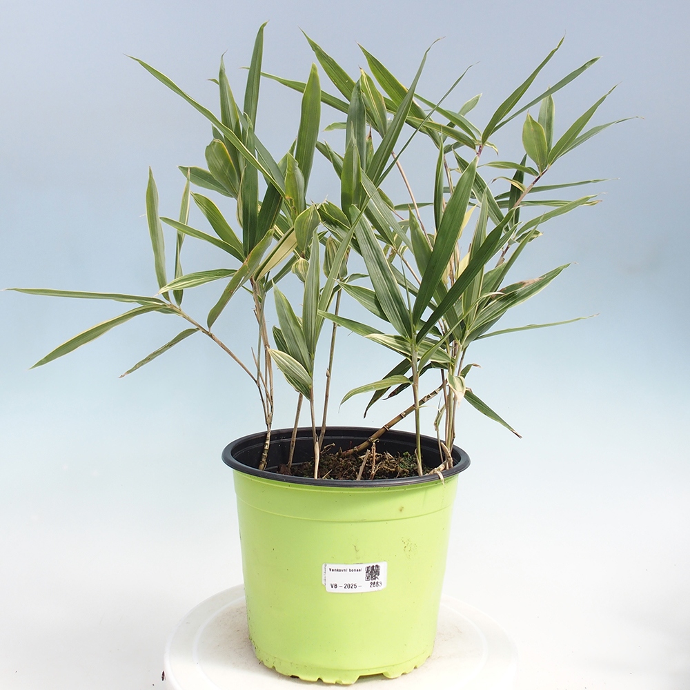 Bonsaï d'extérieur - Sasaella masamuneana Albostriata - Bambou